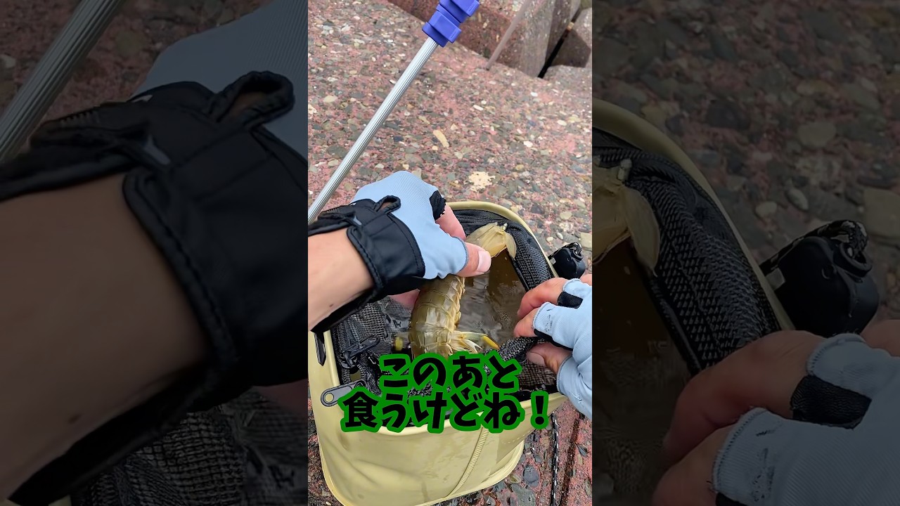 天然のシャコを釣って食う #shorts #釣り #料理