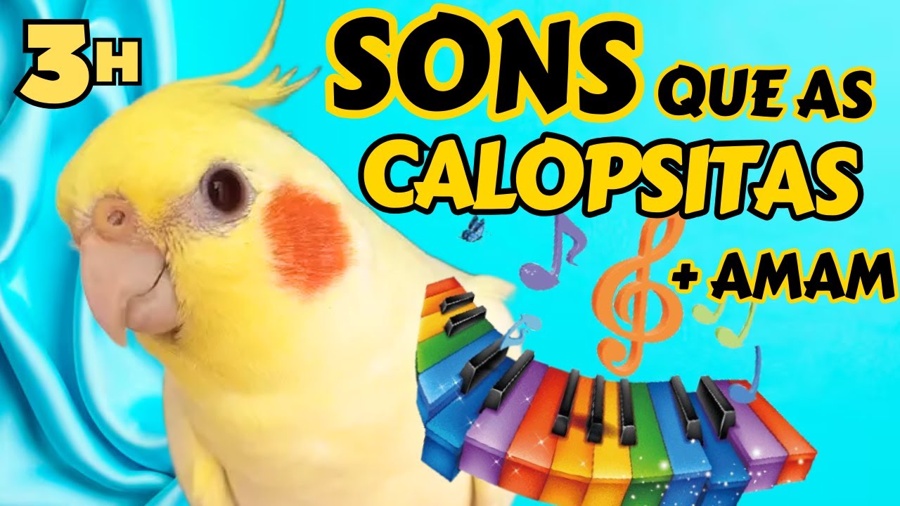 🪗 🎶Calopsitas Cantando trouxemos Música e sons variados para estimular a ave Aprende RÁPIDO