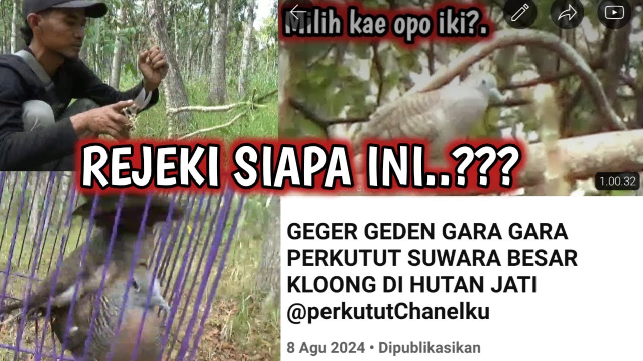 PERKUTUT SUWARA BESAR KLOONG DI HUTAN SAYA DATANGI LAGI DAN SAYA BAWAKAN PIKAT PAKAI LEM PULUT