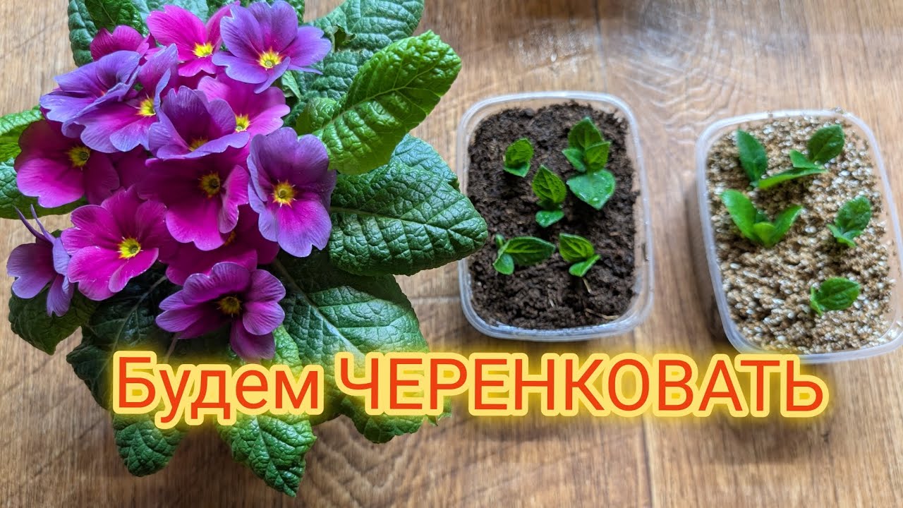 Черенкование метельчатой гортензии почкой