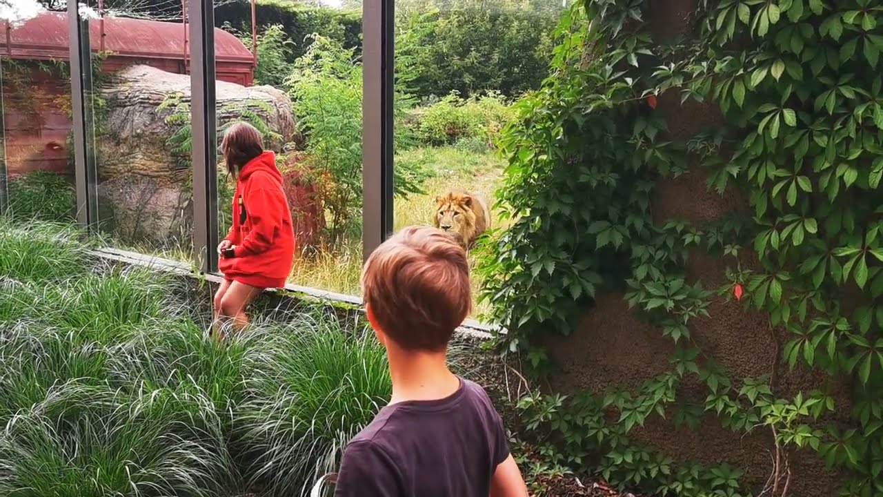 Atak lwa w zoo w Łodzi!