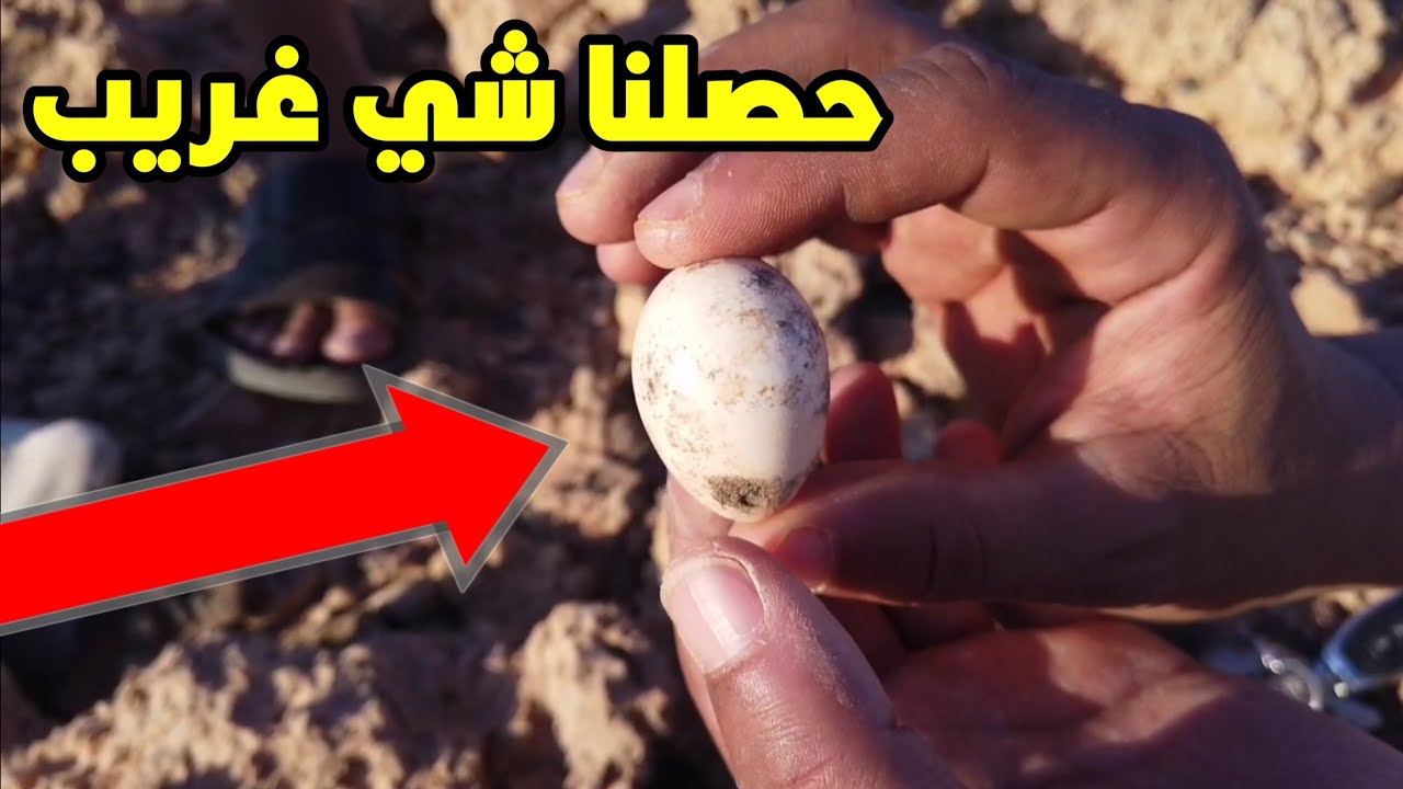 حصلنا بيضه قديمه مره وش نوعه قريبه من البركة