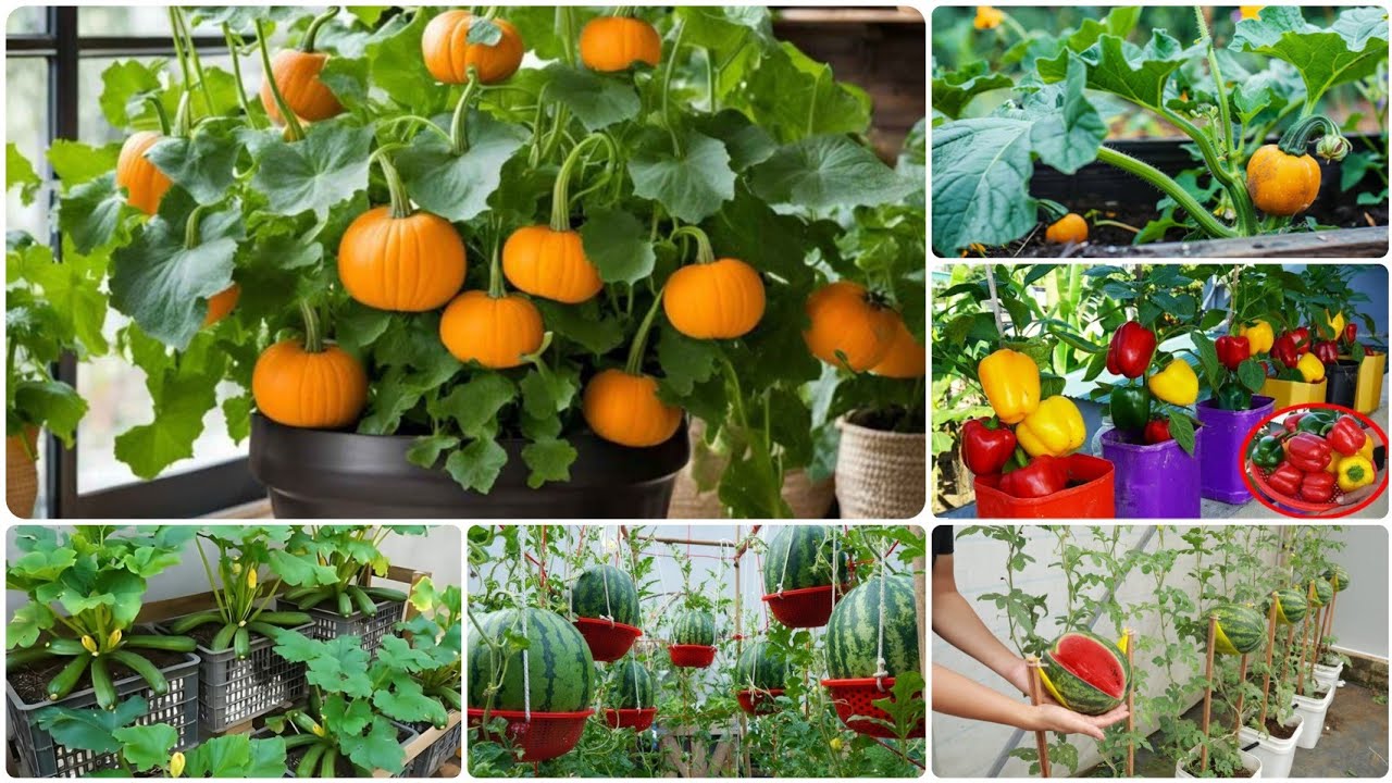 زراعة منزلية للمبتدئين 🧺🍉🌶️كيف زرعت 4 محاصيل على السطح من البذرة إلى الحصاد البطيخ، الفلفل، والقرع