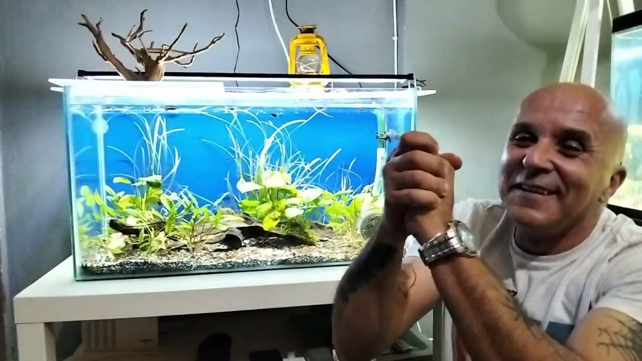 Ramirezi çift aldım bitkili akvaryuma#fish #ramirezi