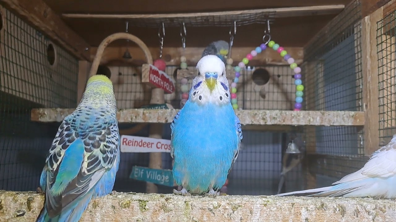 “Smartest Budgie Ever! You Have to See This 😲”