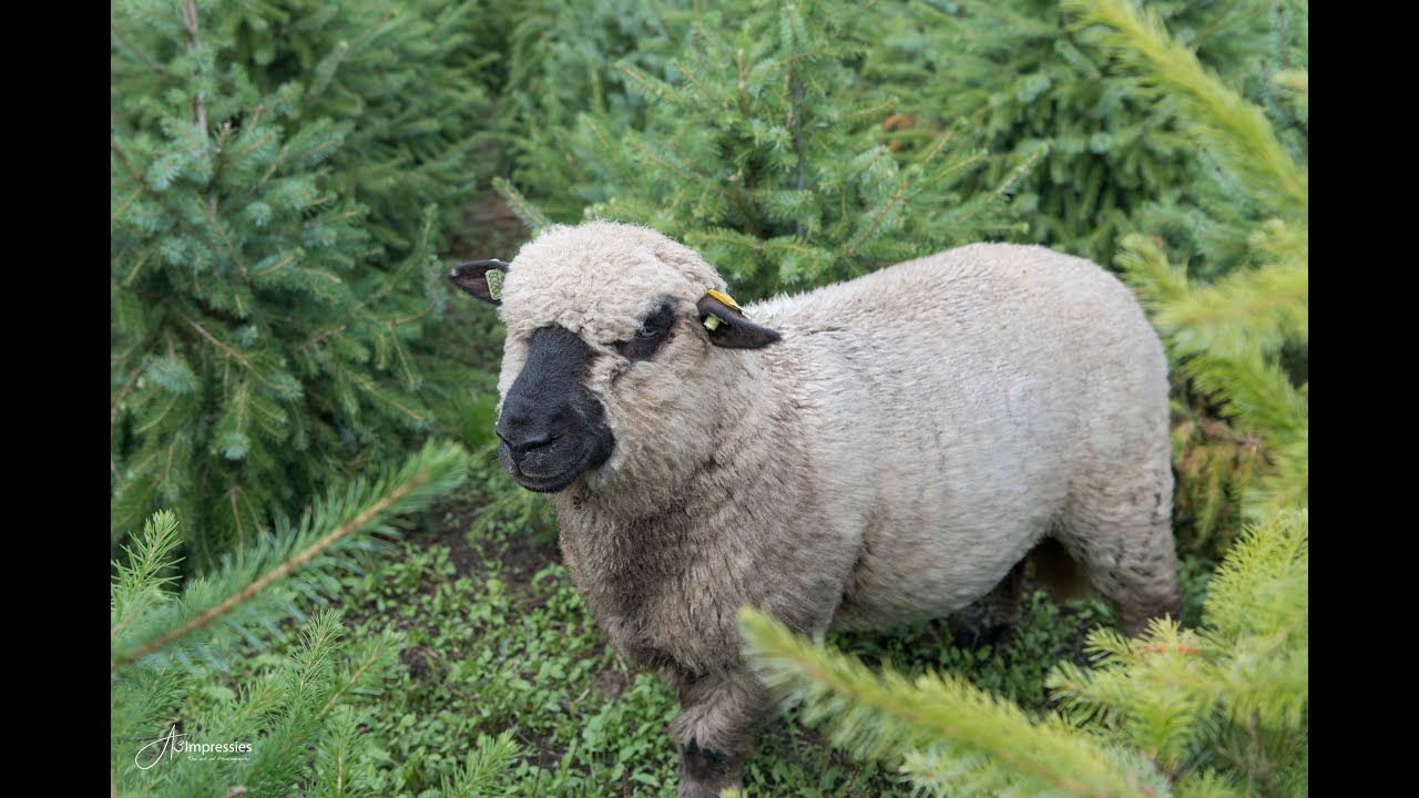 Boomkwekerij de Bruin duurzame kerstbomen kwekerij met onze onkruid etende schapen