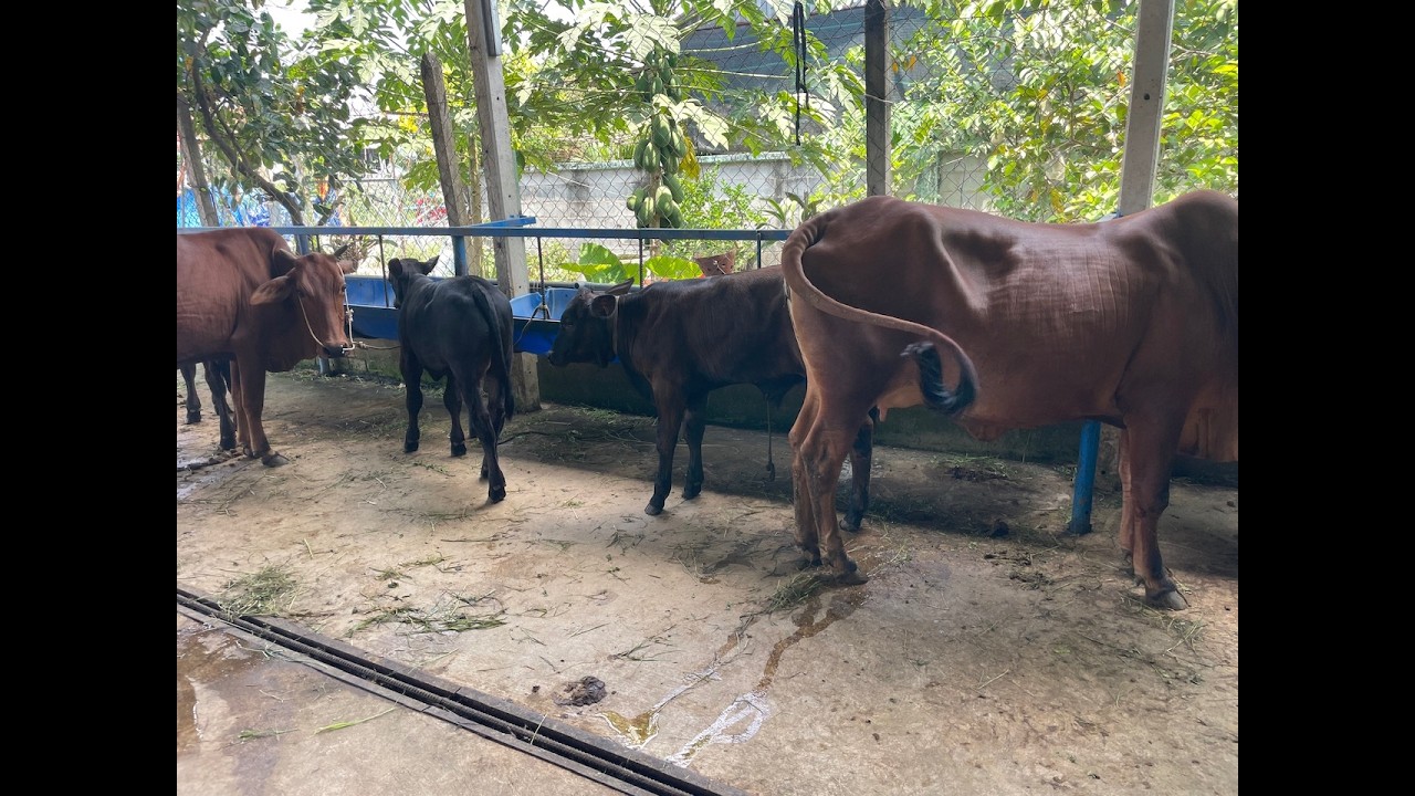 17/3/26 Báo giá 2 bộ mẹ con đực 3b và cặp 3b lỡ 47tr 0335403356 zalo 0335403356 bà con xem tham khảo