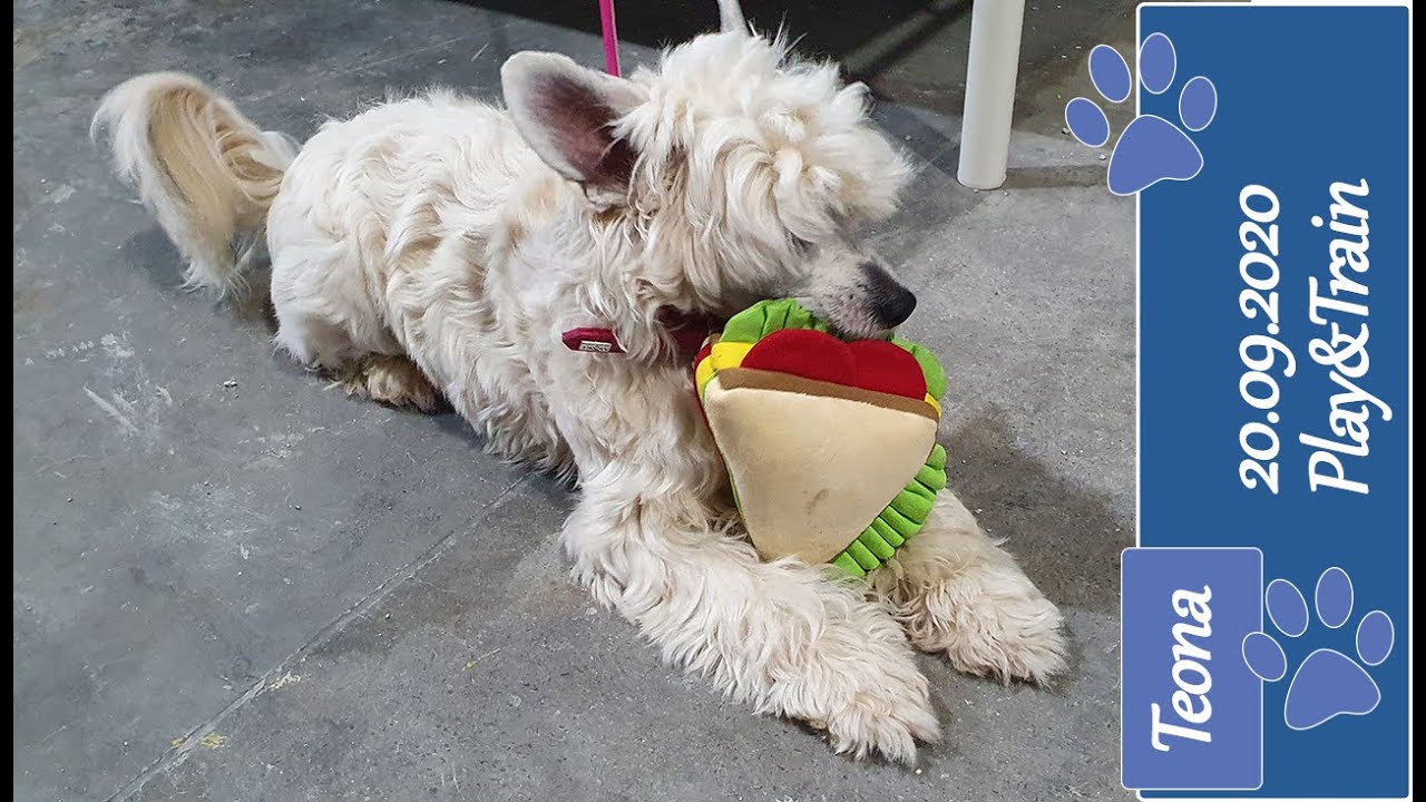 Playing and training with my service dog in training - Chinese Crested Dog Teona (Funny subtitles)