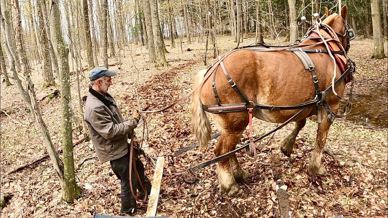 BILL DOES IT AGAIN!! // Single Belgian Draft Horse pulls out STUCK Skid Steer!! #475