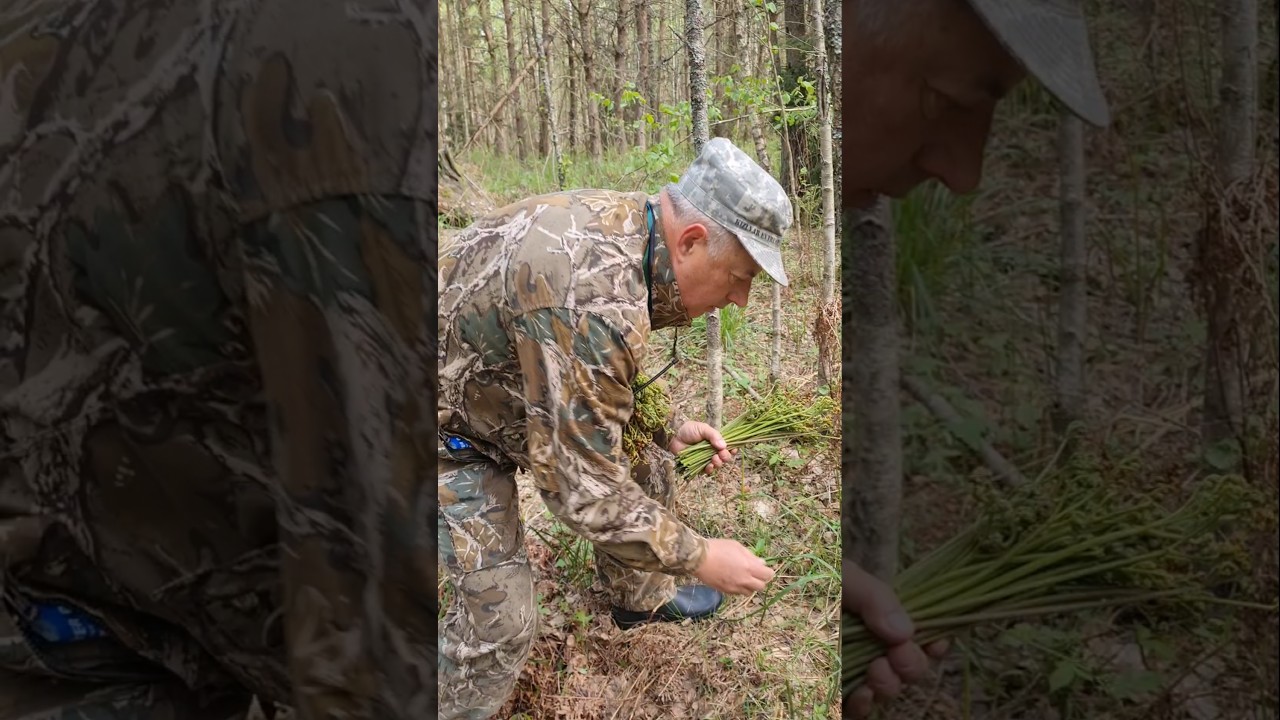 ПАПОРОТНИК ОРЛЯК, как убрать горечь? это вкусно и полезно. Советы грибников. #shorts