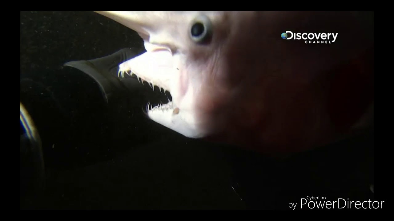Why are the goblin shark's jaws so powerful?  (1 minute explanations)