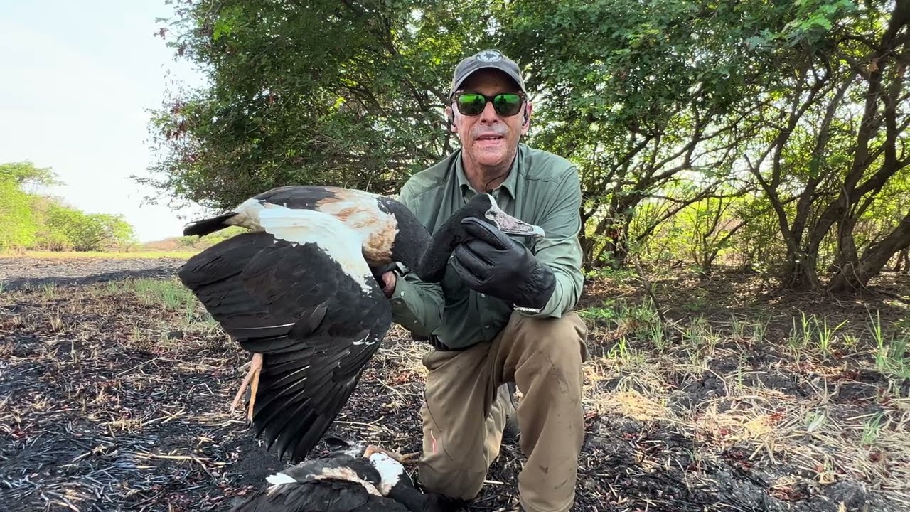 MAGPIE GOOSE SPECIES PROFILE
