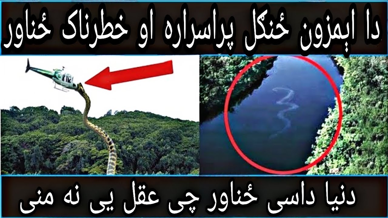 دا اېمزون ځنګل پراسراره او خطرناک ځناور|Amazon rainforest documentary #amazonrainforest #pashto
