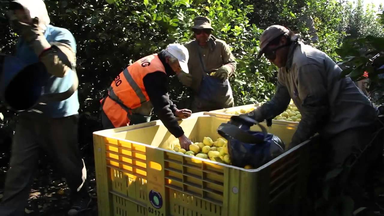 SIEMBRA Y COSECHA TV: Cosecha de limones