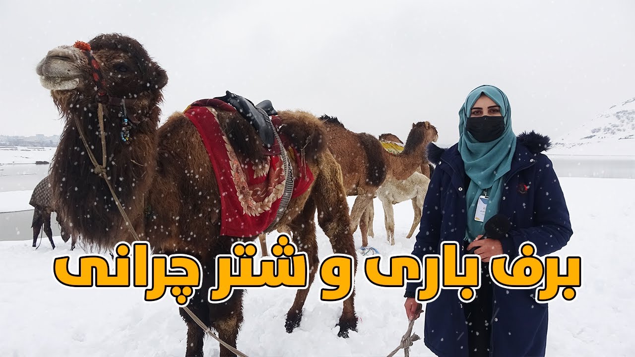 گزارش ویژه از برف باری و شتر چرانی در بند قرغه کابل | Kabul Jan