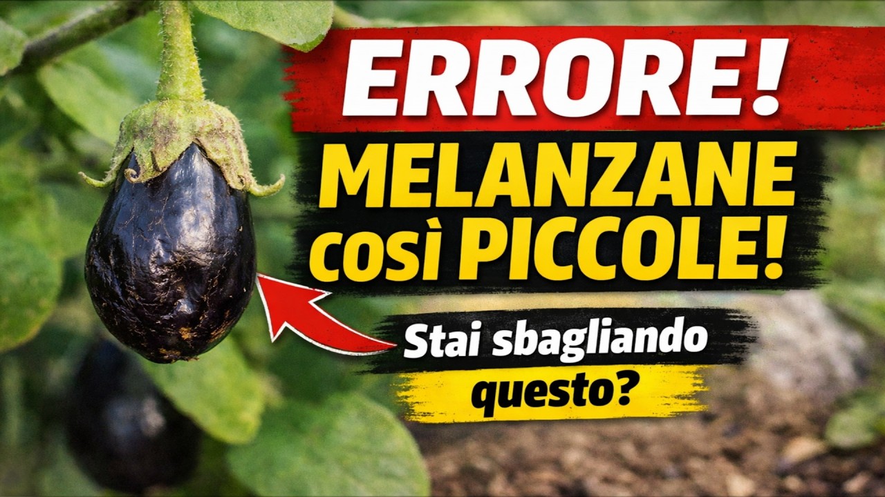 Le tue Melanzane sono PICCOLE? L'ERRORE Nascosto che Fanno Tutti (e come risolverlo)