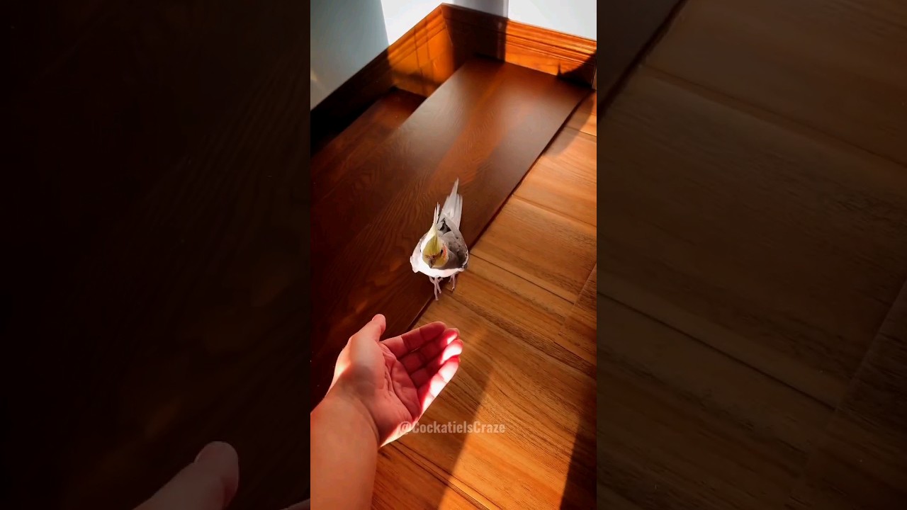 Jojo's Bonding Bliss: Adorable Cockatiel's Affectionate Connection with Me! 😍🦜💕 #CockatielsCraze