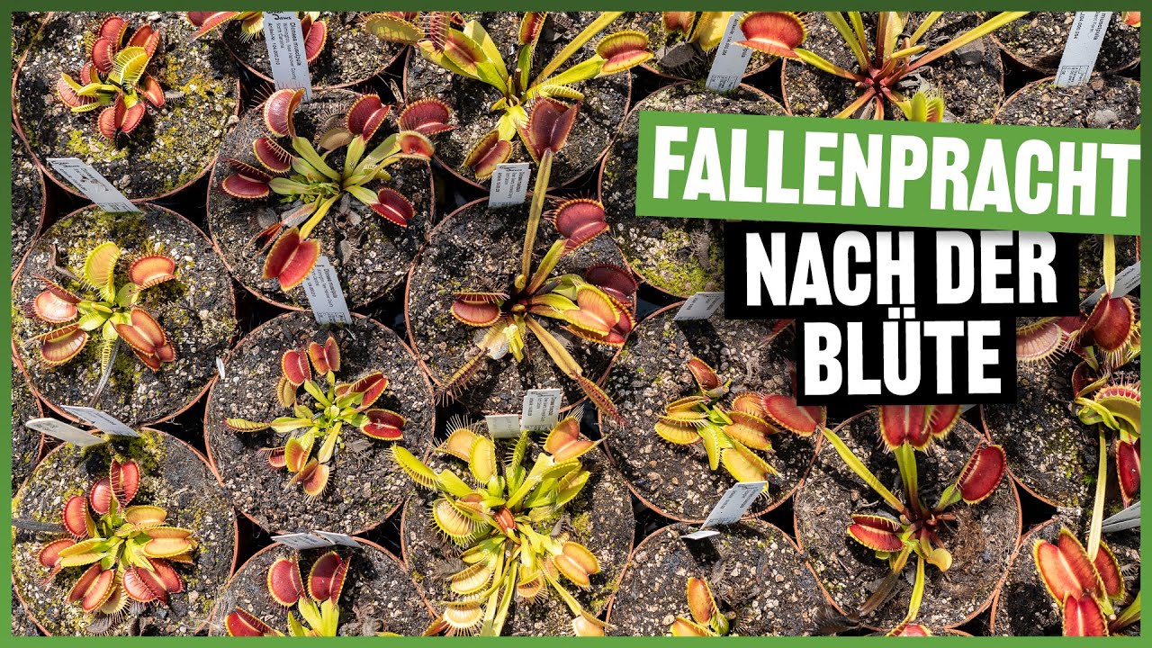 #188 Sommer Highlights bei den Venus Fliegenfallen