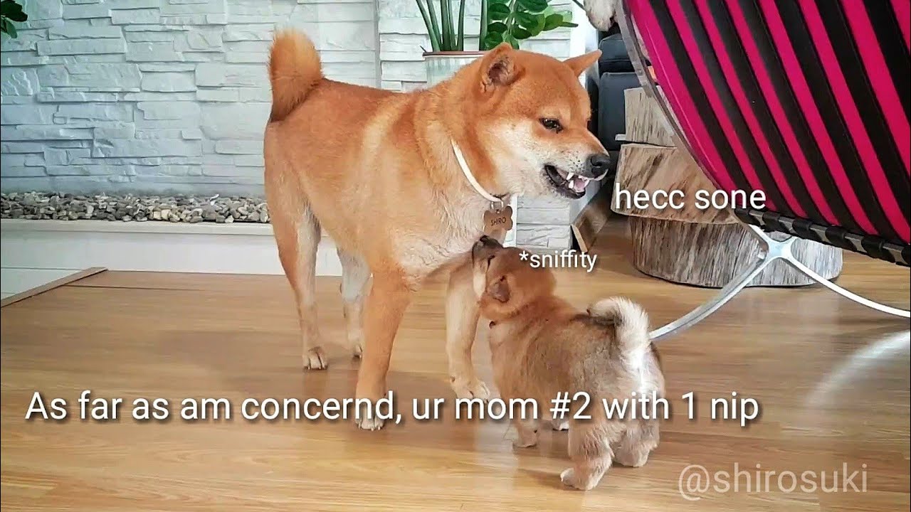 Dey stincc dey stalcc as dey do der wobbly walcc / Shiba Inu puppies (with captions)