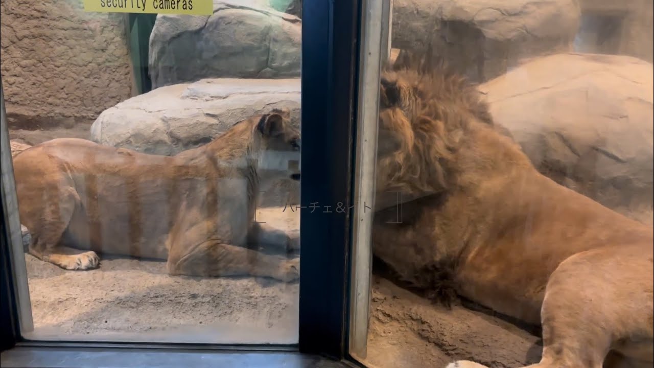 円山動物園 ライオン パーチェはイトの近くで眠りたい イトに咆哮