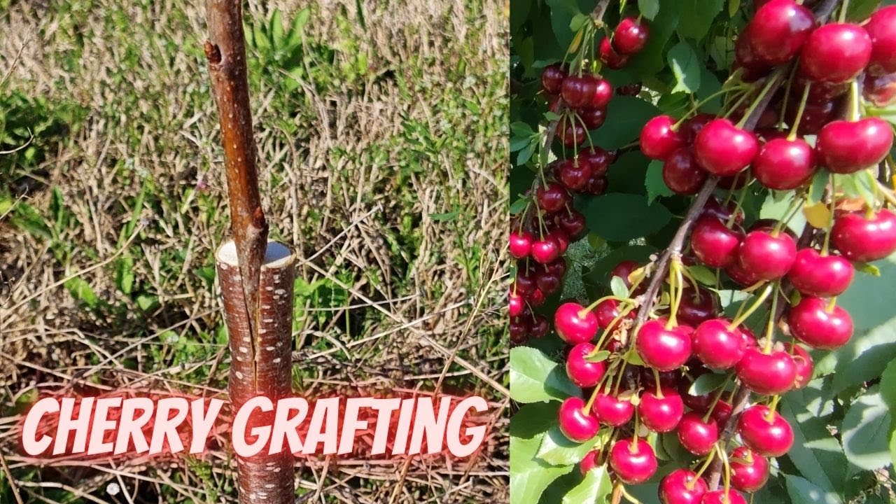 Cherry grafting cleft method Step by Step + 100 Days Results