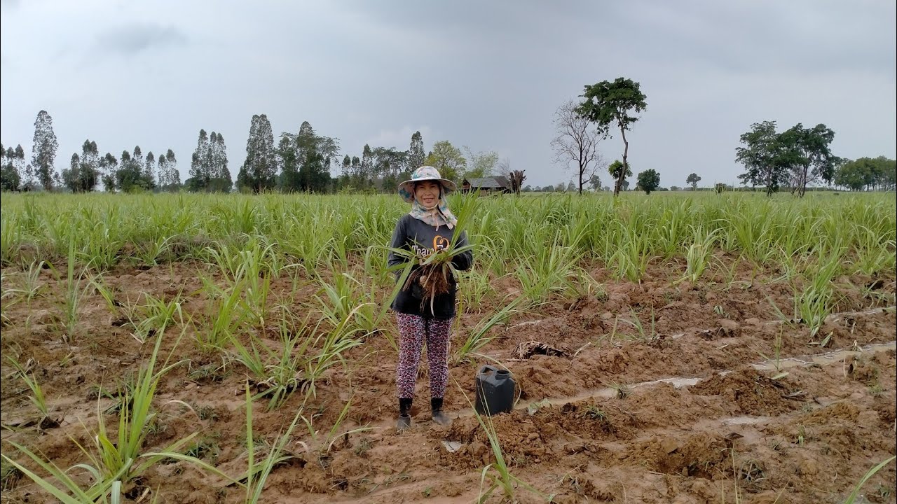 ปลูกซ่อมอ้อยตอ