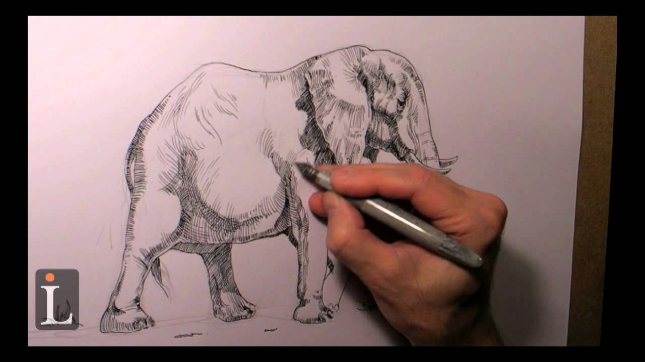 Elephant Drawing