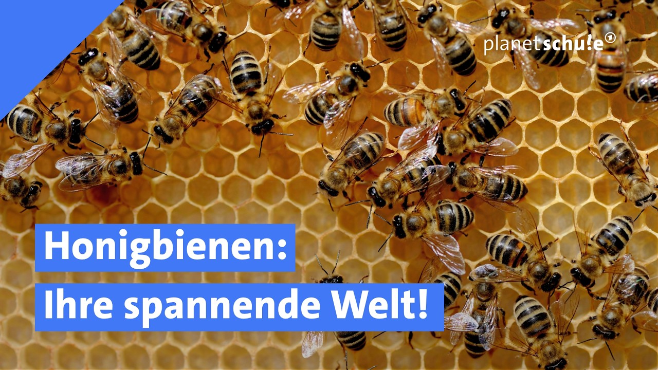 So leben Honigbienen! | planet schule | ARD
