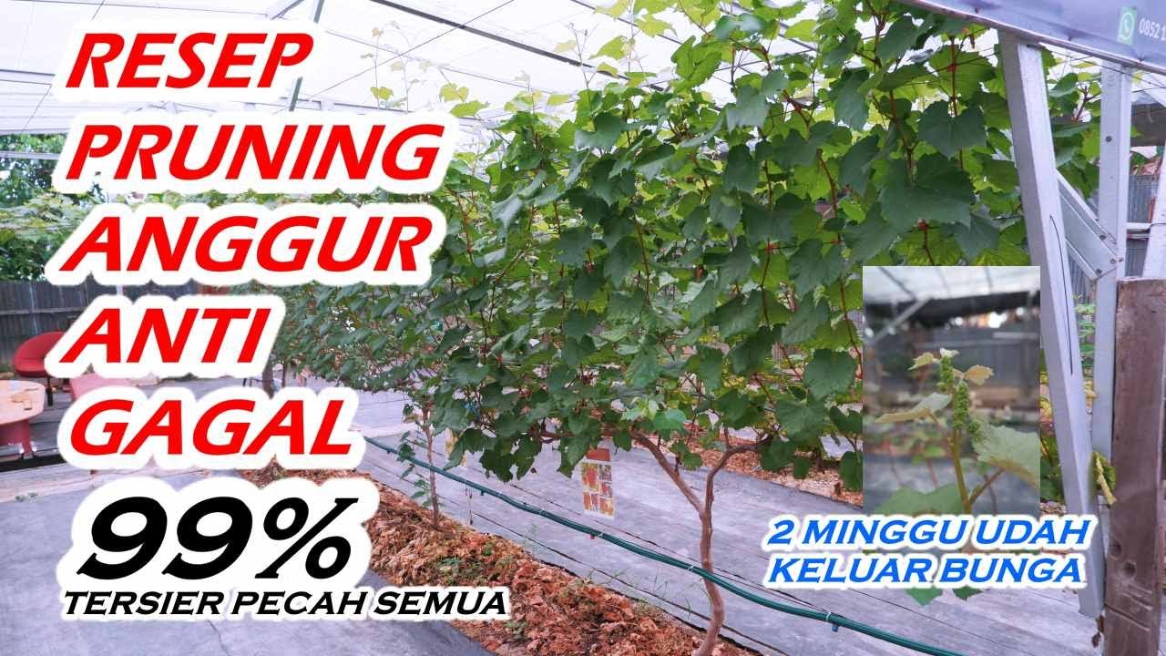 Resep Pruning Anggur Anti Gagal || 99 persen bawa bunga semua