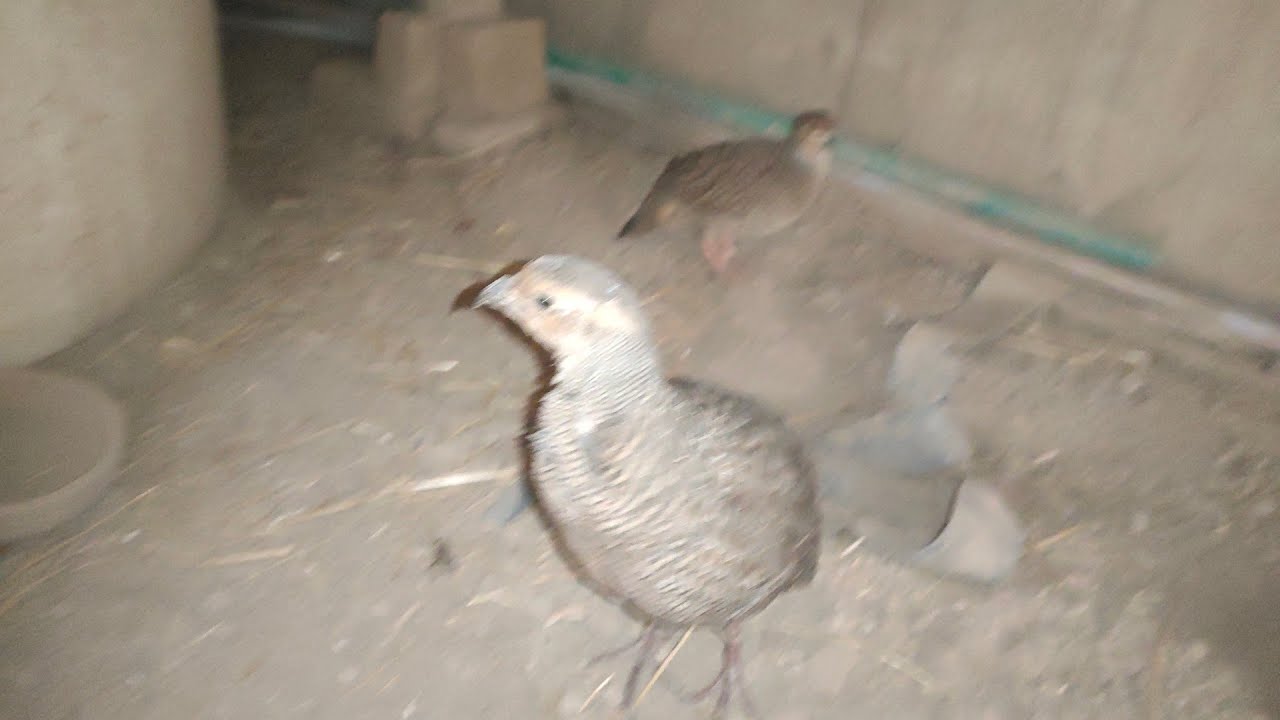تیتر اڑ گیا تھا ڈرا تھا उड़ गया तीतर डर गया था  The pheasant has flown was scared 