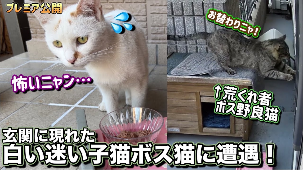 【突然玄関に現れた迷い猫】凶暴なボス野良猫と遭遇ピンチに！？
