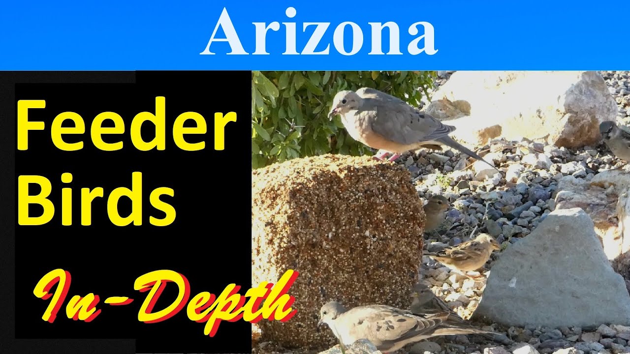 10 Most Common Feeder Birds of Arizona [In-Depth]