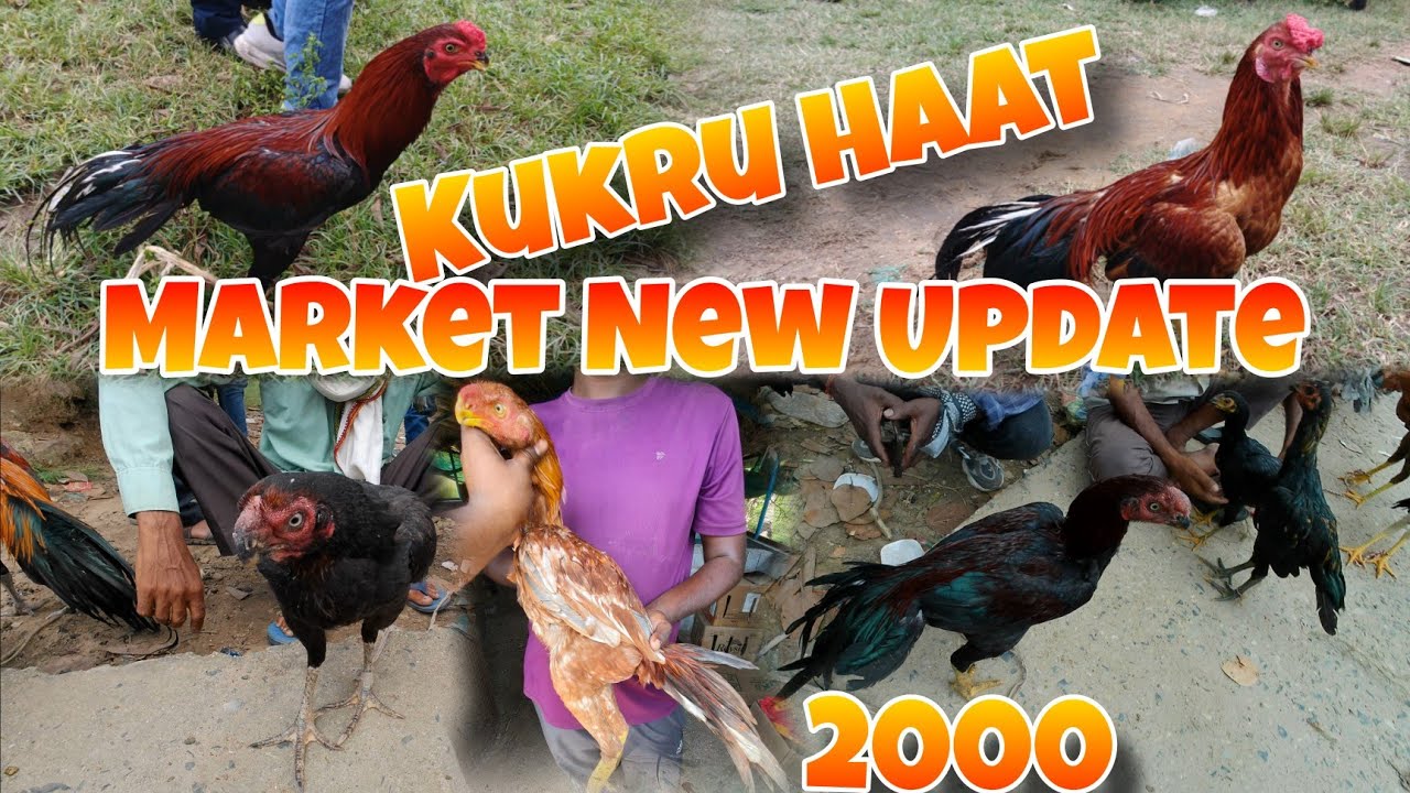 Kukru Haat Market 💫 New Update 💥 Aseel Murga Market 🐓 Parrot Beak Aseel Murga Market 🐓 Aseel Market 