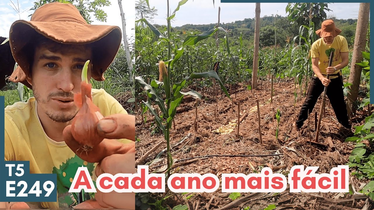Plantio de ALHO e CEBOLA FAMILIAR em canteiros permanentes: nosso manejo atual