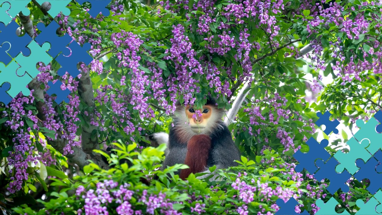 What is a monkey's favorite flower? A chimp-pansy! Blood on the Clocktower