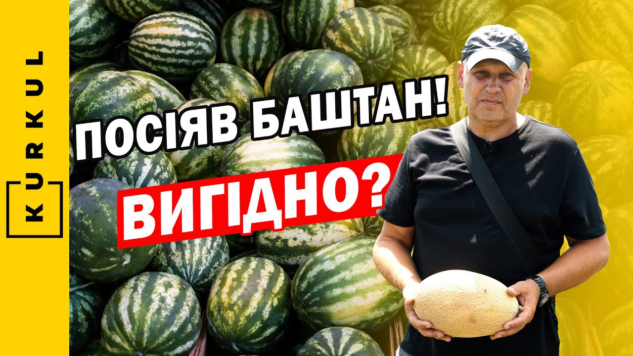 Почав вирощувати кавуни та дині в Кропивницькому — Геннадій Тактаров / Куркуль