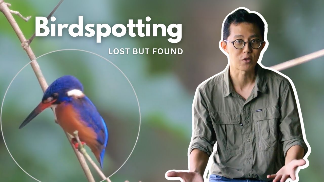 Spotting Migratory Birds at Sungei Buloh | Lost But Found #06
