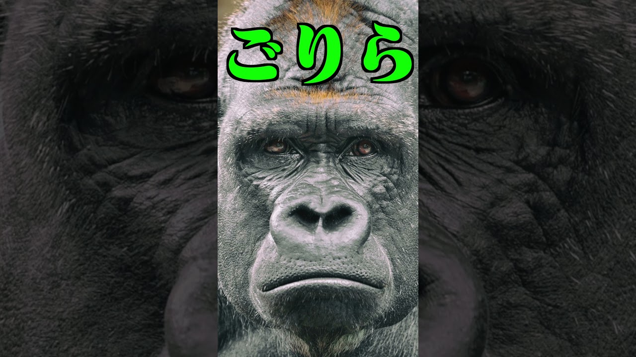 りんごって突然言えば、ごりらって返す説 -カラフルピーチ- 