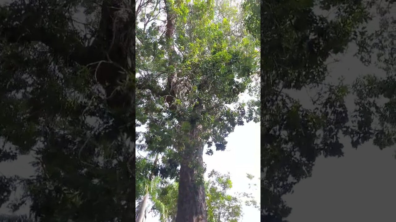 African mahogany tree! (view) |#shorts