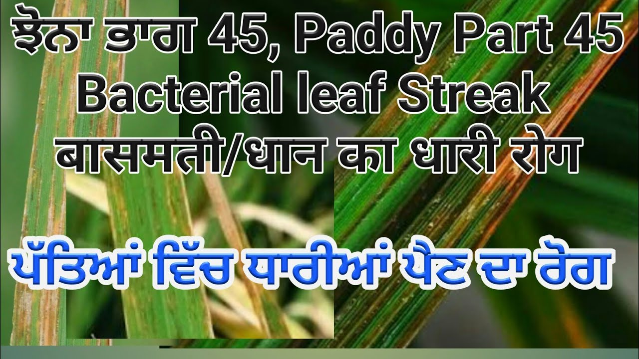 Rice Bacterial leaf streak (ਪੱਤਿਅਾਂ ਦਾ ਧਾਰੀ ਰੋਗ) by SherGill Markhai