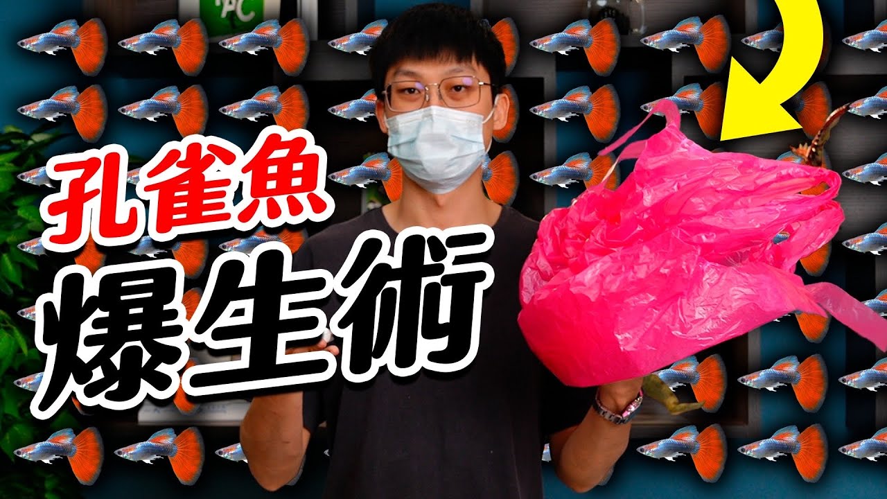 你的孔雀魚可以不用死！USE cheap price breeding guppies become to large number 繁殖 孔雀魚 guppy fish 怎麼養