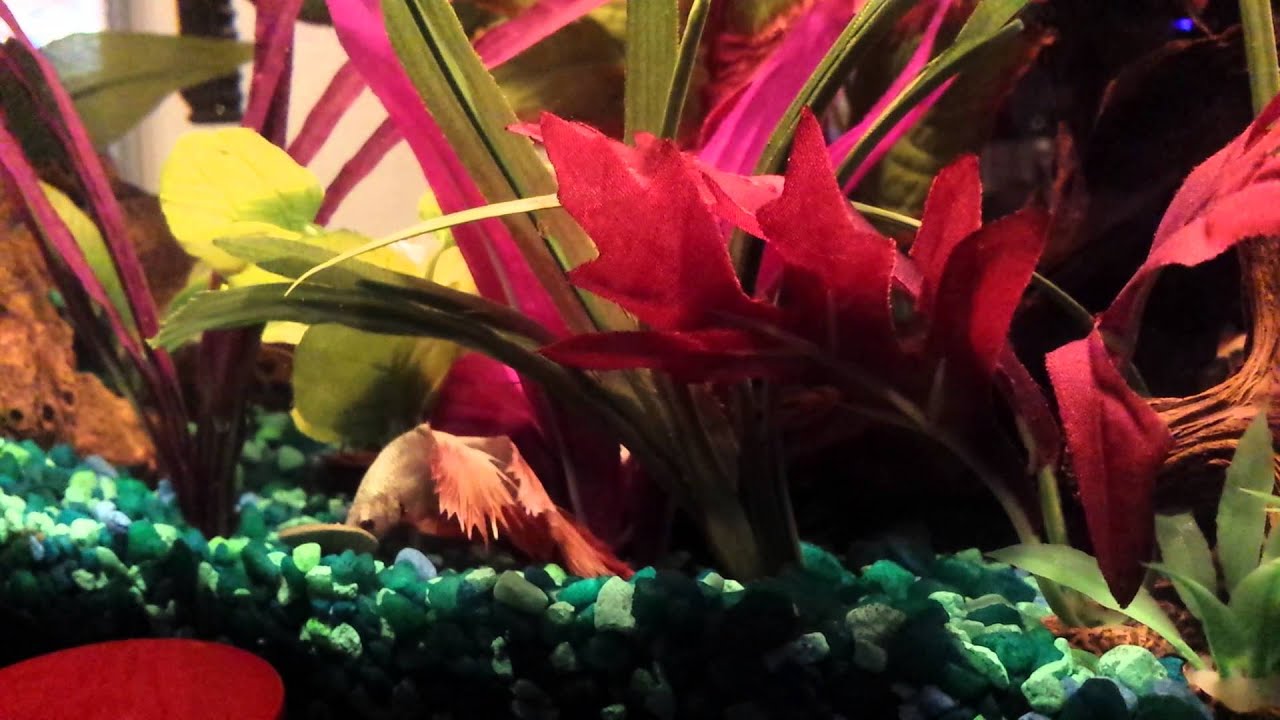 Pink Betta Fish Swimming