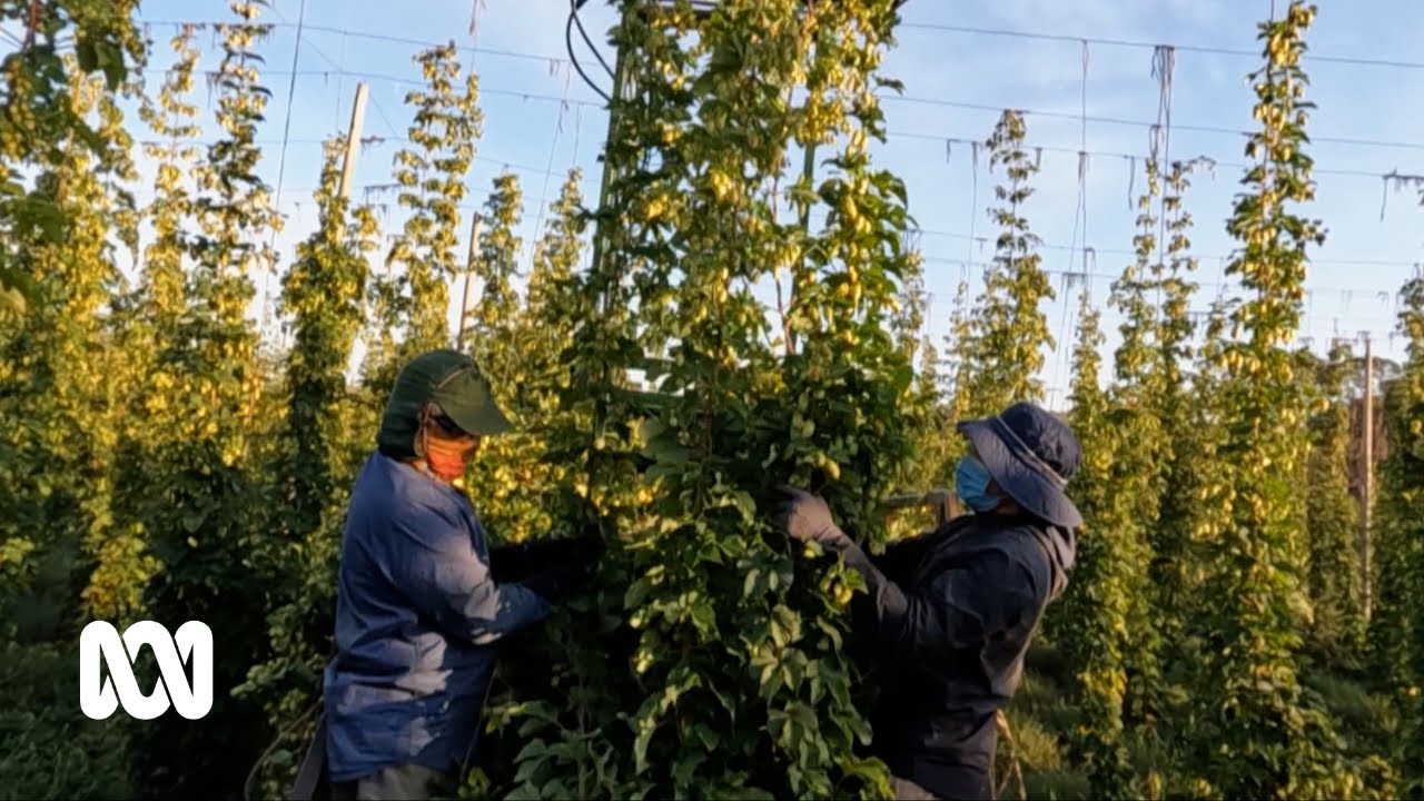 This is how Australia is re-inventing and re-invigorating the craft beer movement 🍺 | ABC Australia