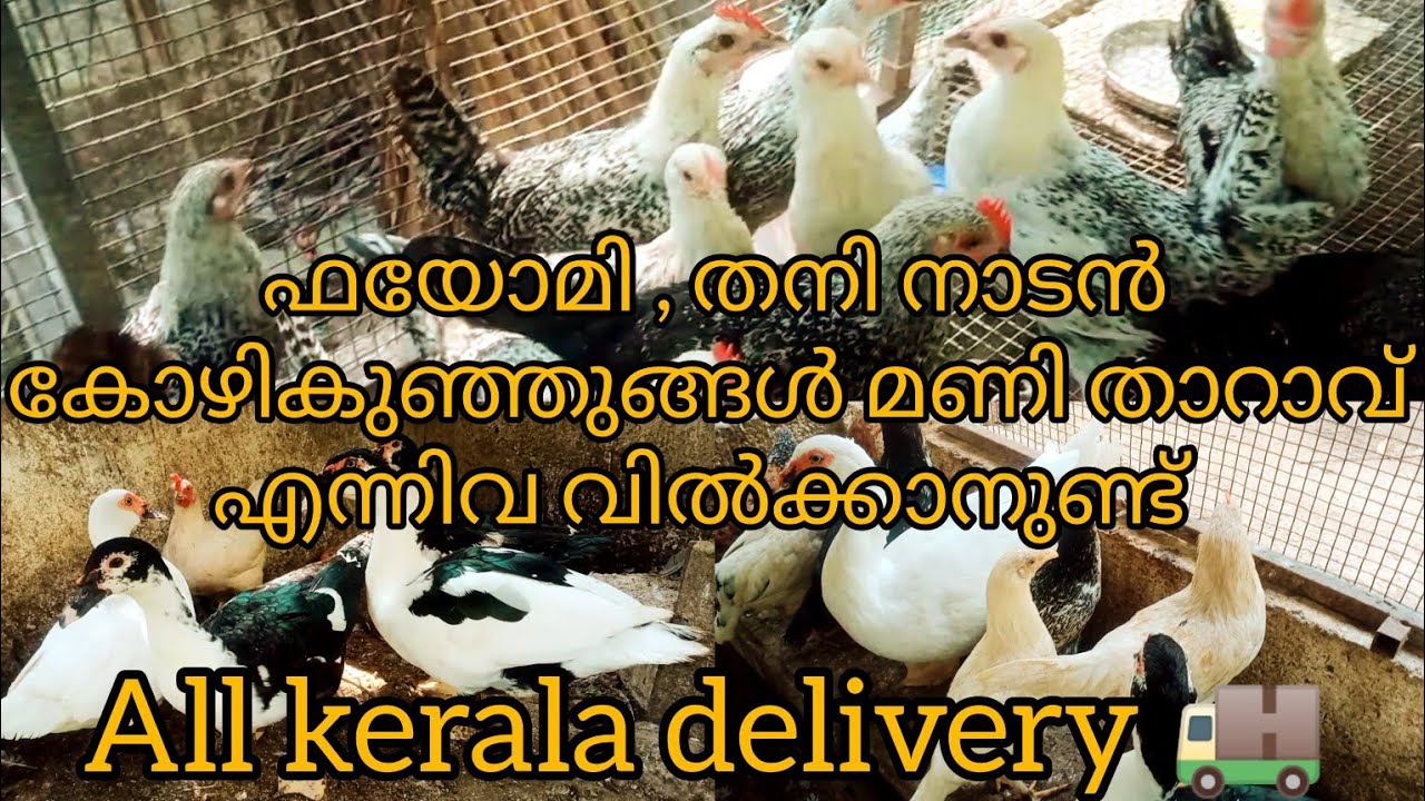 ഫയോ മി കുഞ്ഞുങ്ങൾ , തനിനാടൻ കോഴികുഞ്ഞുങ്ങൾ, മണി താറാവ് എന്നിവ വിൽക്കാനുണ്ട്.......