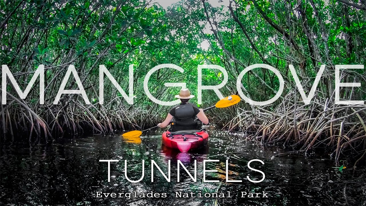 Adventure Paddle Tours | Kayak Tour through Mangrove Tunnels | Everglades National Park, Florida