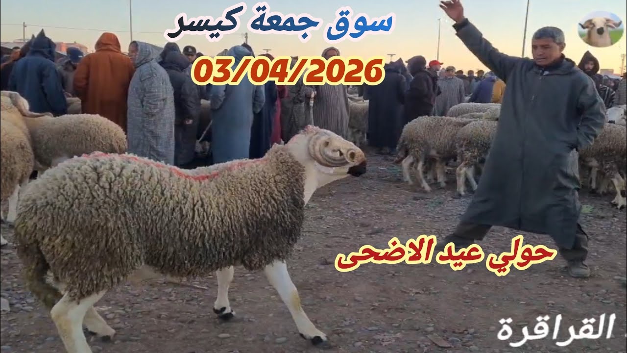 اليوم من سوق جمعة كيسر جهة سطات 03/04/2026 مع ثمن حولي #عيد_الاضحى🐏🇲🇦