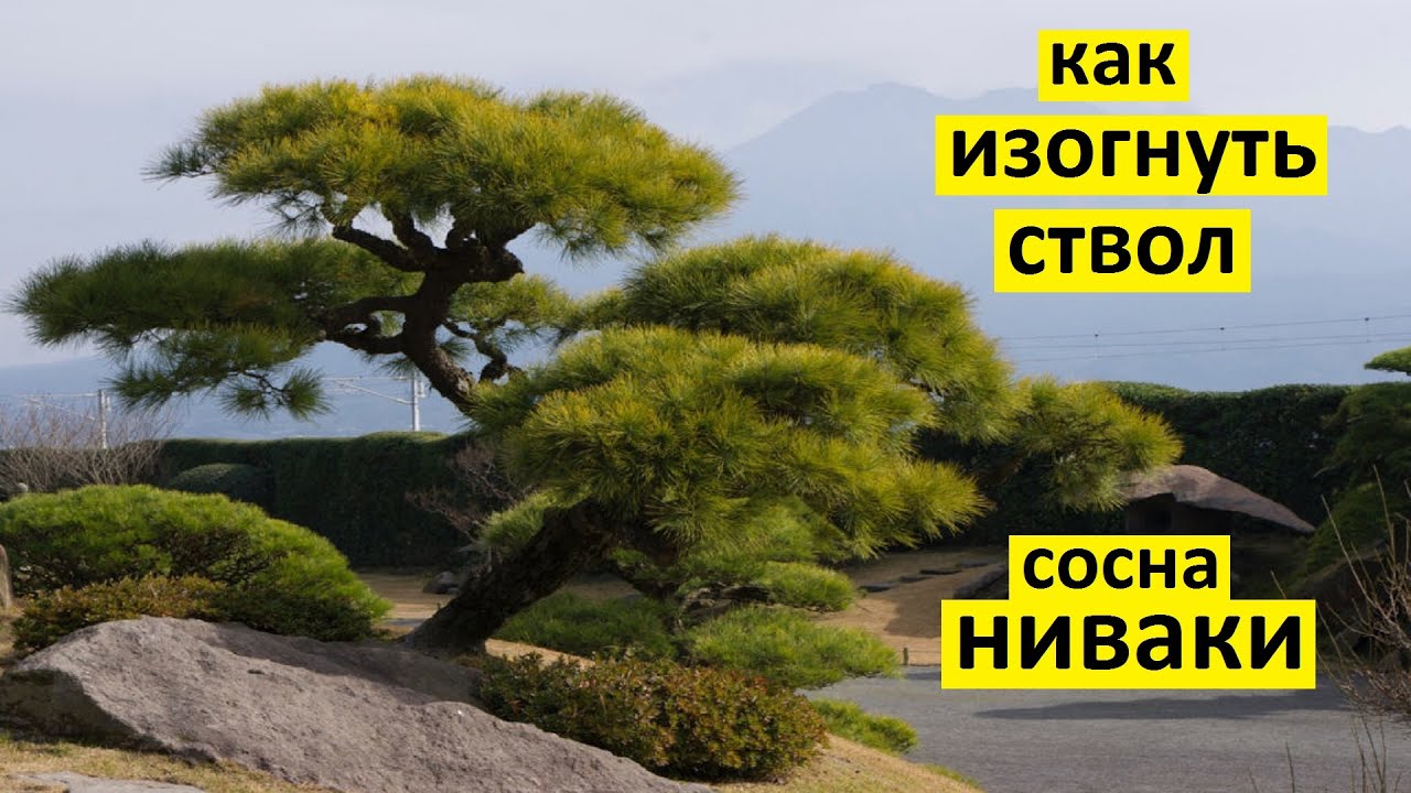 Как изогнуть ствол сосны ниваки через замену вершины макушки. Перевершинивание ниваки в стиле моёги