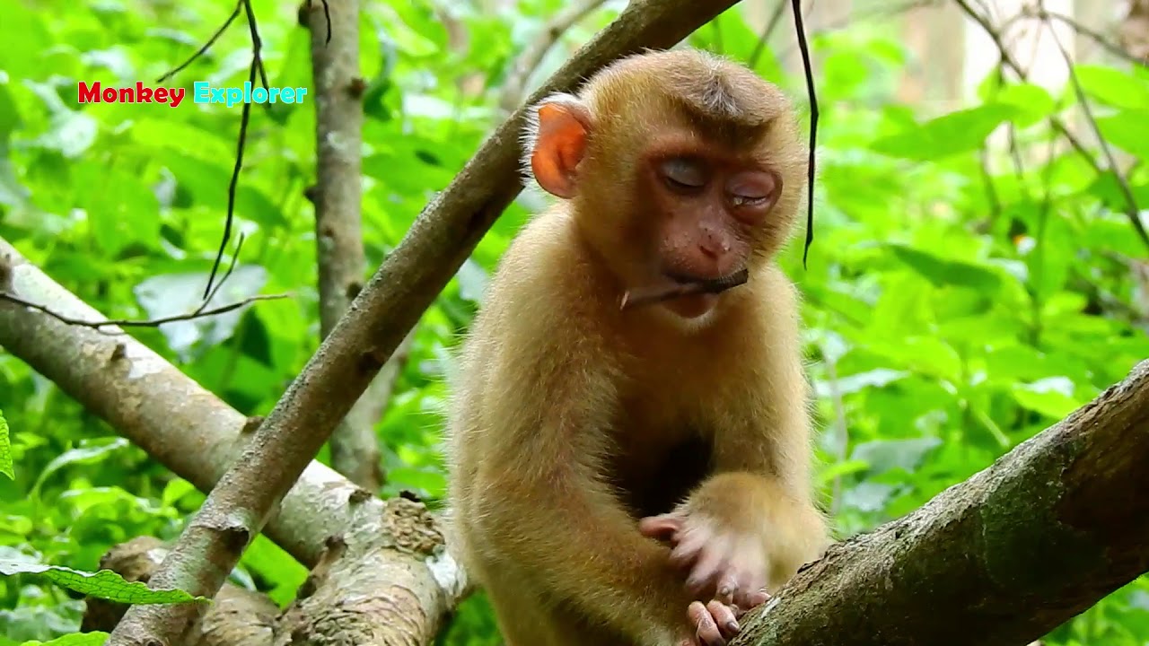 Hmm, Poor Sok how much are you hurt & painful? Hope NGO treating him well & will come back soon.