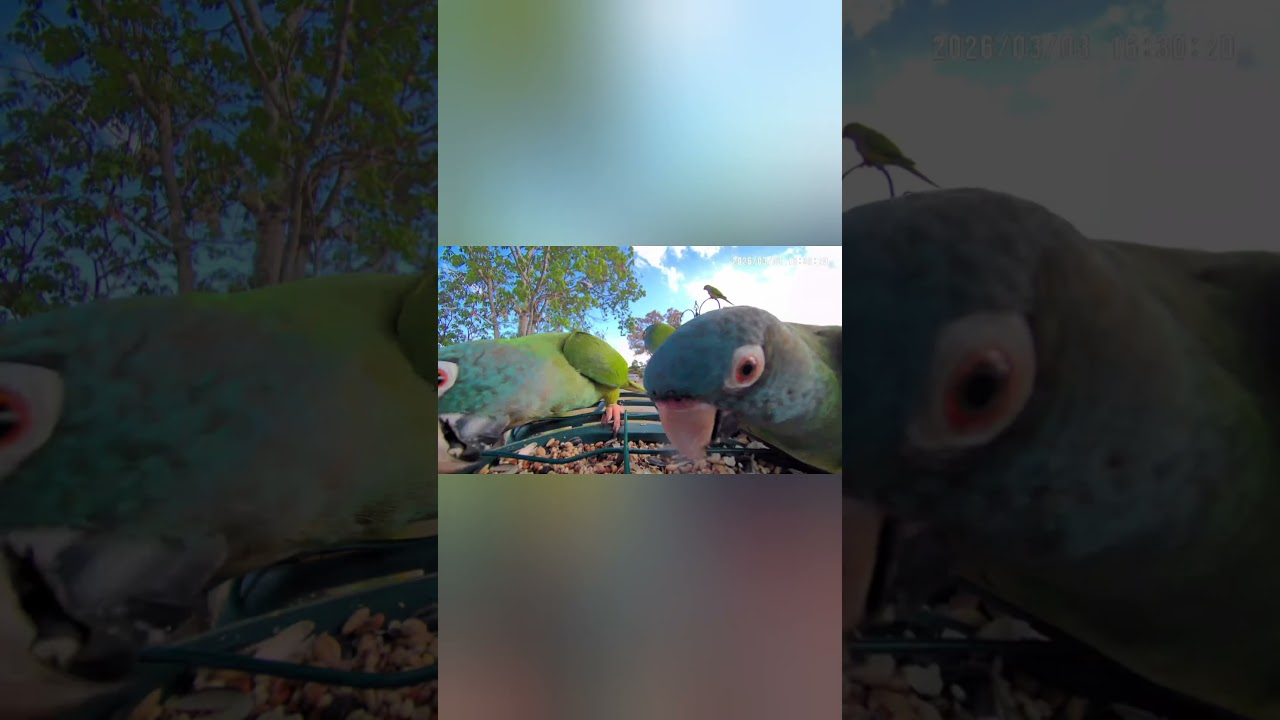 Wild Blue Crowned Parakeets Munching on Seeds 👑 FL 🌴