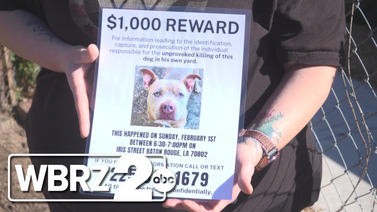 Couple wants answers after they say their dog was shot in their own yard